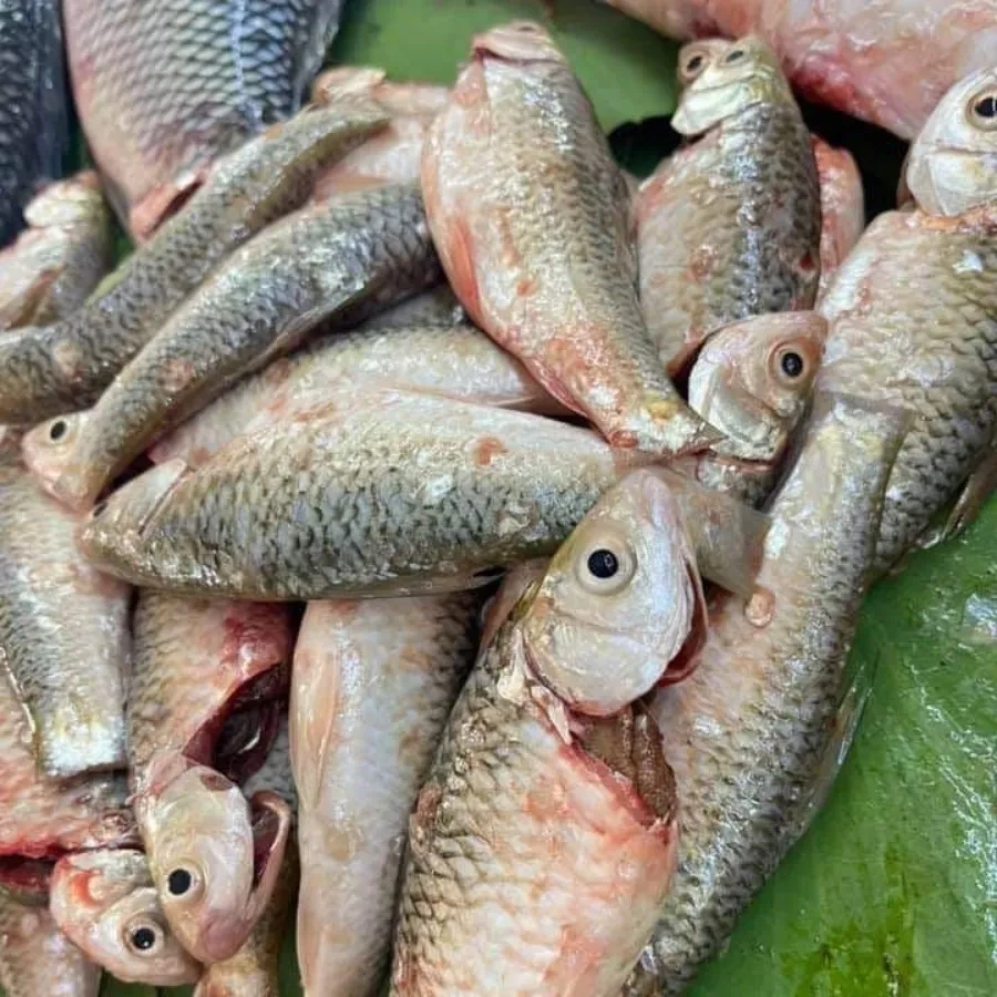 ត្រីរៀល 1KG